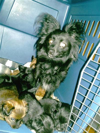 Puppies in NJ